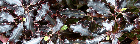 Pittosporum Tenuifolium County Park Dwarf