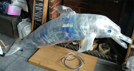 Shiam Wilcox's Bottle-Nosed Dolphin