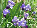 wild flowers