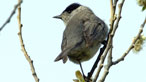 Blackcap