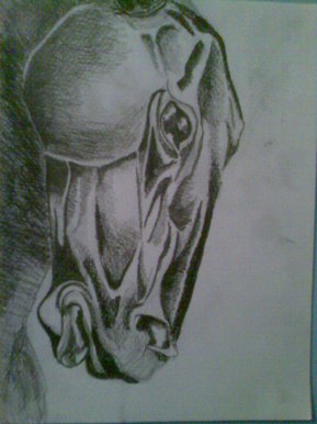 Horse's head study in pencil