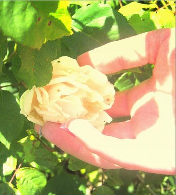 Rose as white