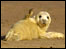Seal pup at Donna Nook