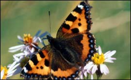 A butterfly
