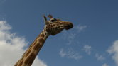 an over towering...