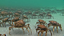 The giant spider crab congregates in large numbers