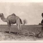native farmer and plough