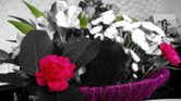 Flower cross...