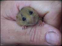 Dormouse