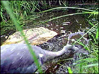 A heron strikes its prey.