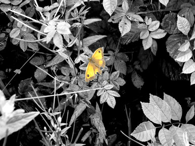 Butterfly