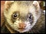 Ferret