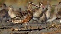 Alaskan Bar-tailed Godwit from the Nature Picture Library