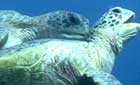 turtles