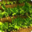Ranks of lettuce