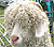 Gafr Angora
