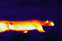 Hot spots 1
