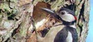 an image of a greater spotted woodpecker.