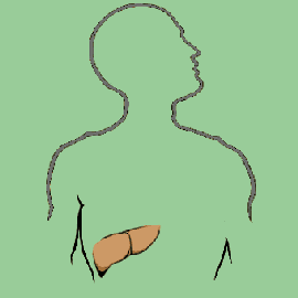 The Liver BBC World Service