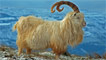 Kashmir mountain goat