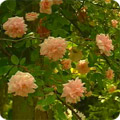 Rambling rose