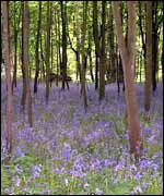 Bluebells