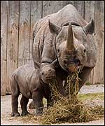 Zuri and Sita eating hay