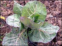 Cabbage