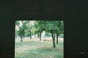View of trees through a doorway
