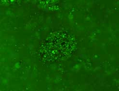 Soil bacteria © Andy Whiteley CEH , Oxford
