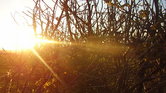 Sun through bush...