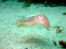 Cuttlefish