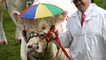 Cow with umbrella