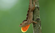 anolis lizard