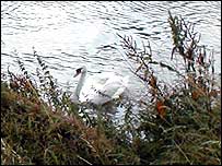 A swan on the Fossedyke.