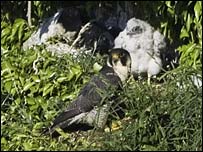 Peregrine Falcon chicks
