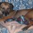 rollo
