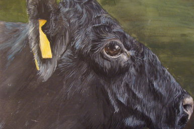 Aberdeen Angus