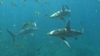 Sharks in South Bimini