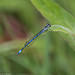Common blue damselfly
