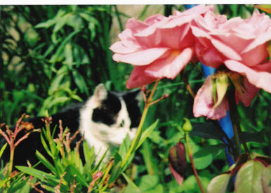 What is the centre: cat or plant