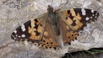 Painted Lady Butterfly from the Nature Picture Library