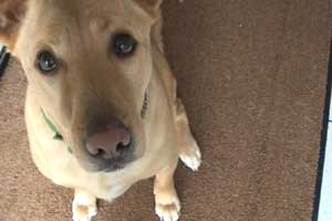 Barney the dog is on a diet