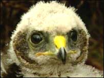 Hen harrier chick