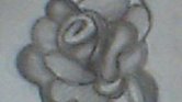 Rose. Rose.