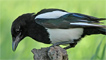 A magpie by Mike Warburton