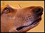 A dog at Crufts