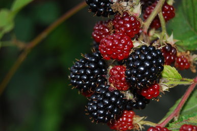 Blackberry