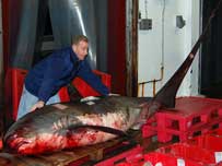 thresher shark