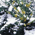 Snow on evergreen